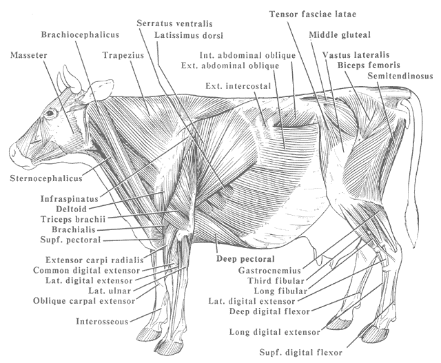 Anatomy