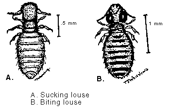Lice.