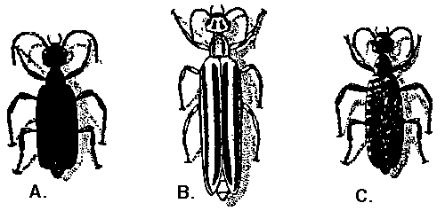 Blister beetles