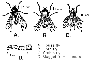 Flies