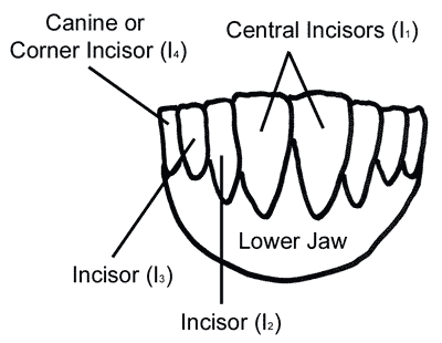 sheep teeth eruption times