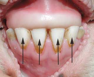 sheep teeth eruption times