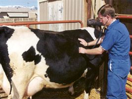 Dr. Cody W. Faerber Checking a Cow