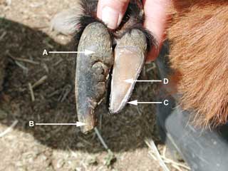 Hoof Trimming Goats